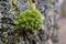 Bright green graceful moss grows on the old gray oak tree in the garden. Blurred background of large oak bark.