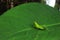 Bright green grashopper on a large leave at the edge of the rainforest