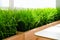 Bright green grass on a gray wall background in minimalism style. Example of indoor landscaping.