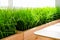 Bright green grass on a gray wall background in minimalism style. Example of indoor landscaping.