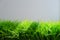 Bright green grass on a gray wall background in minimalism style. Example of indoor landscaping. With copy space