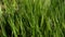 Bright green grass sways in the wind. Close-up of a lawn.