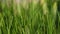 Bright green grass sways in the wind. Close-up of a lawn.