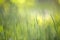 Bright green grass, thin blades growing on blurred green bokeh grassy background on sunny spring or summer day. Beauty of natural