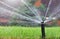 Bright green grass is watered with fresh water with a spray. Watering a home lawn