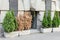 Bright green growing and brown dry dead thujas schrub in big concrete pots at sidewalk against grey building wall on city streets