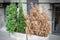 Bright green growing and brown dry dead thujas schrub in big concrete pots at sidewalk against grey building wall on city streets