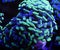 Bright Green Hammer Coral