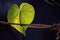 BRIGHT GREEN HEART SHAPED MORNING GLORY LEAF ON A VINE