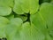 Bright green hosta leaves
