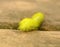 Bright green IO moth caterpillar has venom spines