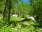 Bright green larch forest and a small clearing in Julian alps, Slovenia