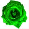 Bright Green Large Rose with white background