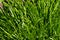 Bright green lawn of grass growing vertically in the spring
