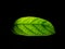 A bright green leaf in black background, isolated leaf wallpaper