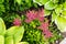 Bright green leafs of hosta and pink red Astilbe flowers