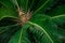 Bright green leaves Cycas revoluta, soft focus