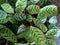 Bright green leaves with dark green stripes of Shadow plant,Calathea Leopardina