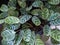 Bright green leaves with dark green stripes of Shadow plant, Calathea Leopardina