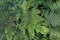 Bright green leaves of decorative fern