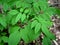 Bright green leaves of the endangered white ash tree in a forest.