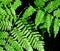 Bright green leaves of Forest Ferns