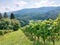 bright green leaves of grape bushes. Vineyard on Pohorje mountain. Slovenia. Europe