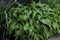 Bright green leaves of hosta plant