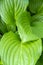 Bright green leaves hosta in the summer. Tropical plant close-up.