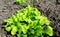 Bright green leaves of lettuce grow in the garden.