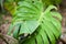 Bright green leaves of monstera split-leaf philodendron tropical foliage plant growing in wild. Floral background