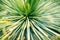 Bright green leaves of palm tree or ornamental houseplant blurred background closeup macro