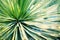 Bright green leaves of palm tree or ornamental houseplant blurred background closeup macro