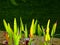 bright green leaves of Pickerel Rush or Pontederia Cordata water plant closeup