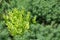 Bright green leaves of showy stonecrop and blue foliage of cypress spurge