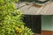 A bright green leaves on a tree branch against the roof of a brick house during the rain. jets of water during rain