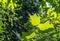 Bright green leaves of Tulip tree Liriodendron tulipifera, called Tuliptree, American or Tulip Poplar on multicolor green garden