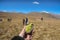 Bright green lichen grows on a stone in Deosai plains national park.