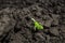 Bright green lizard close-up on ground