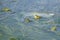 Bright green marsh frogs sits on algae in the upper layer of water