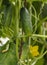 Bright green mature cucumbers with drops of water on the leaves and stems