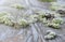 Bright green moss in a frost. Winter seasonal background