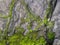 Bright Green moss on a gray brick wall. Background brick wall, Green moss on grunge texture, background