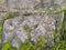 Bright Green moss on a gray brick wall. Background brick wall, Green moss on grunge texture, background