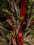 Bright Green Moss Grows On Wet Manzanita Tree