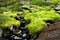 Bright green moss seen on FimmvÃ¶rduhals hiking trail, Iceland