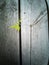 A bright green new top shoot leaves of a raspberry bush between grey weather wood planks with a narrow DOF