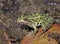 Bright Green Northern Leopard Frog