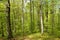 Bright green old-growth beech (Fagus sylvatica)