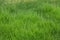 Bright green over grown lawn